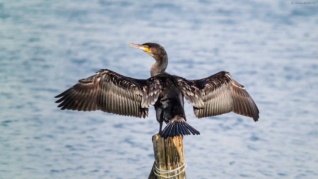 Great Cormorant (Phalacrocorax carbo), juvenile by Allan Hopkins is licensed under CC BY-NC-ND 2.0.